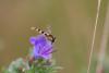 Sphaerophoria scripta